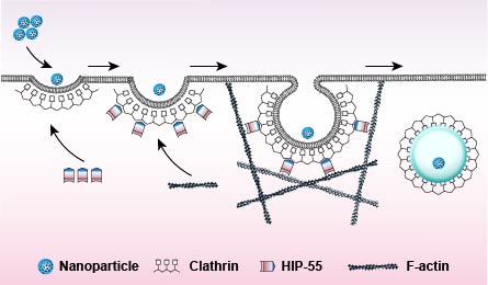 图4：HIP-55促进量子点内吞的工作模式图.jpg